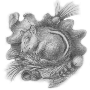 Sleeping Chipmunk, Leslie Watkins © 2016