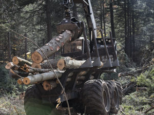 The skid road from the cut to the road is half a mile long. Logs are carried by a forwarder.