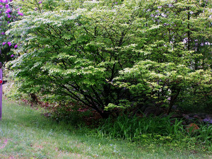 100_7332euonymous72dpi