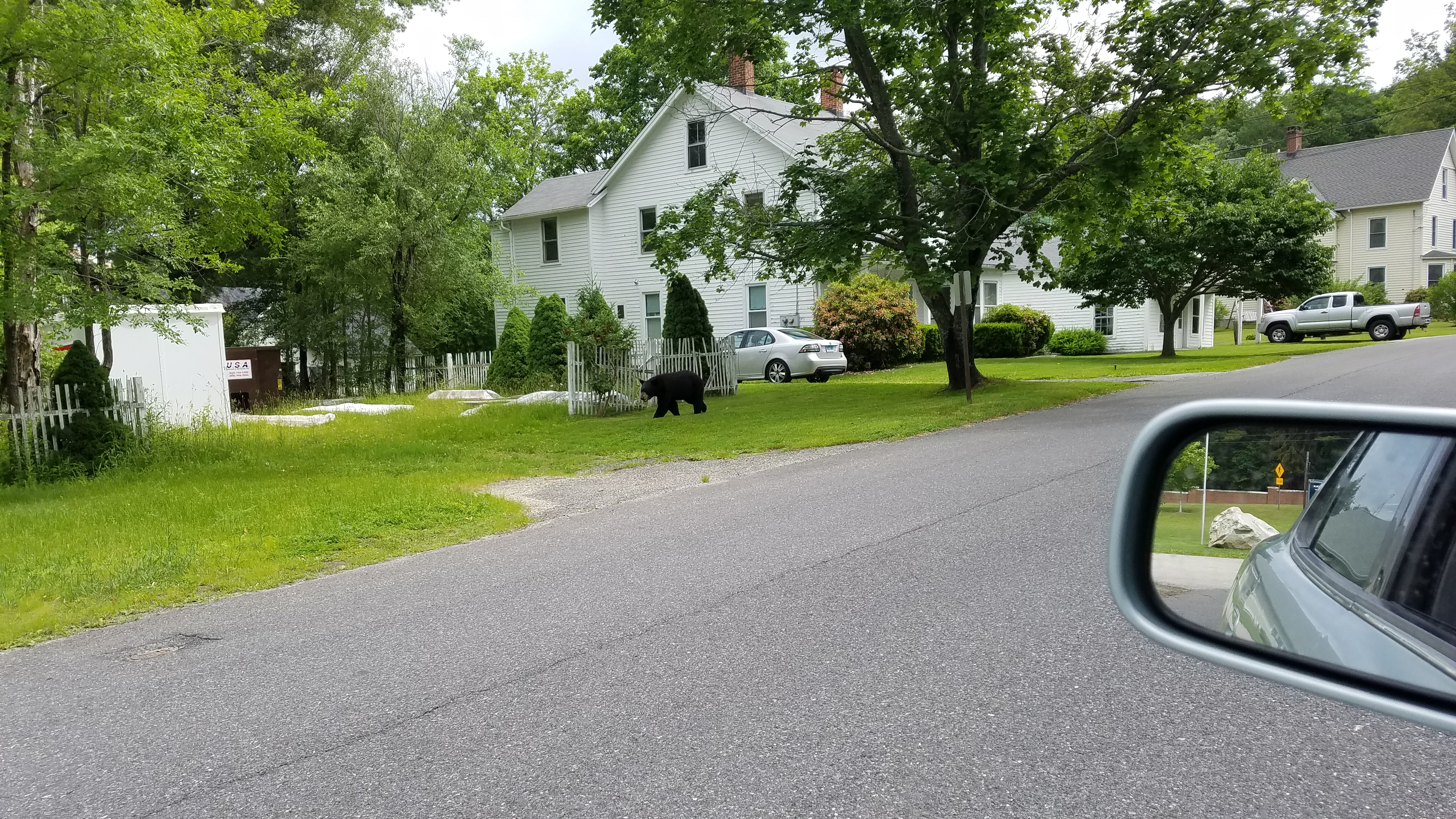 Where Are All These Bears Coming From?