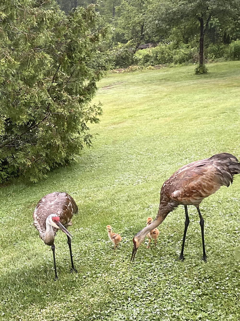 Backyard Bird Chronicles