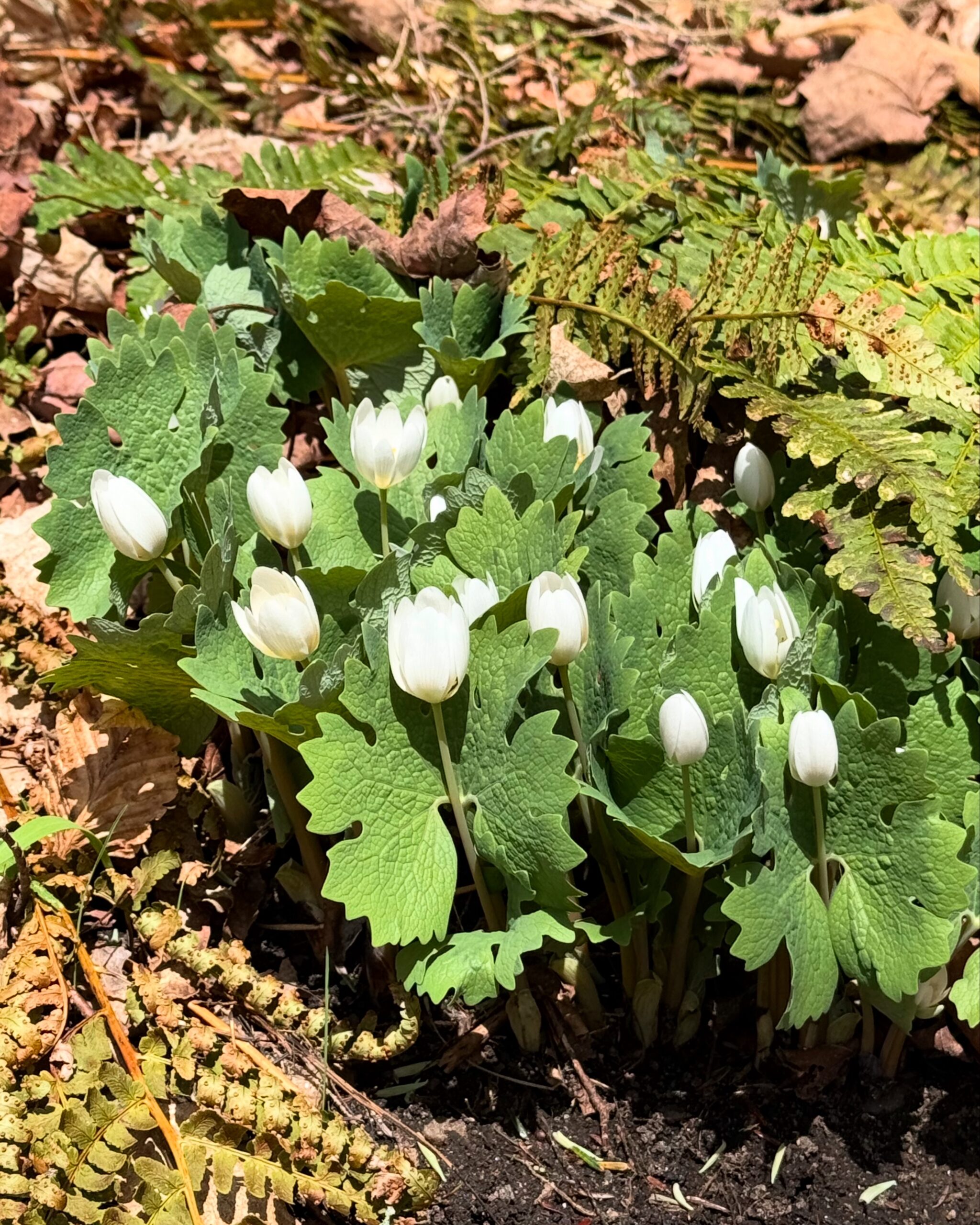 Earth Day Abundance Comes to Norfolk
