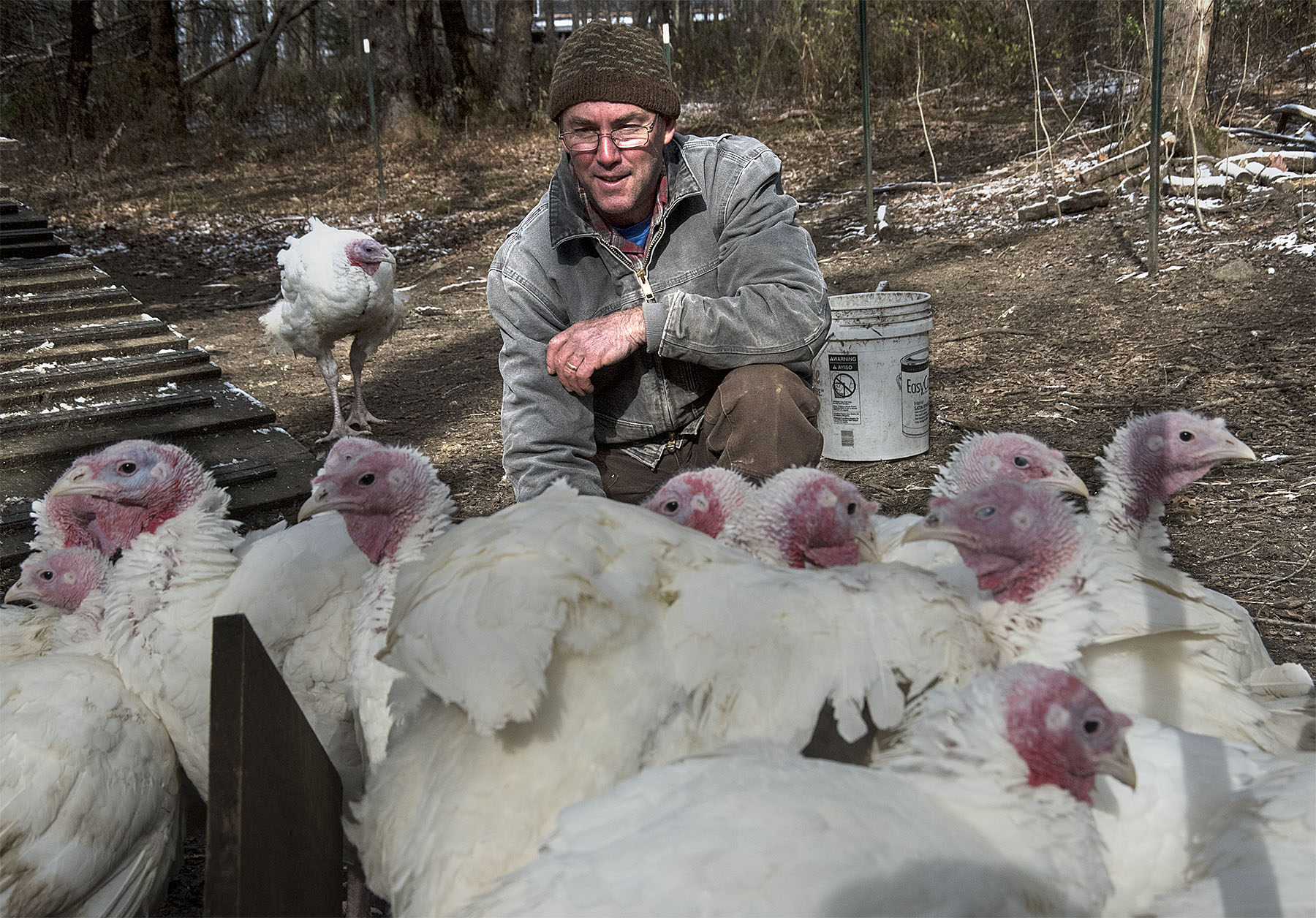 Norfolk Farm Talks Turkey