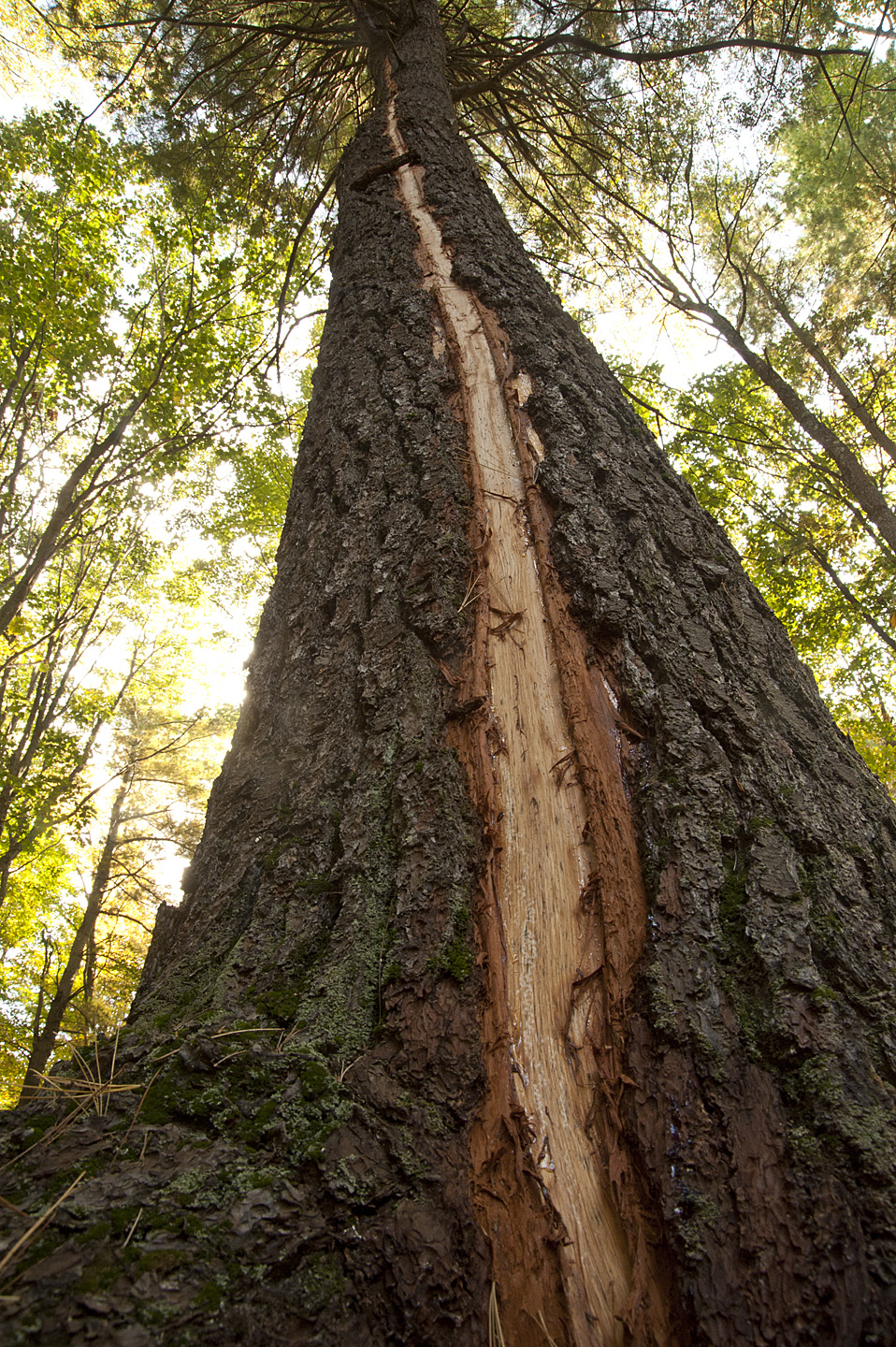 Lightning Strikes Pine on Old Goshen Rd.