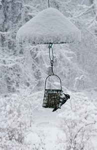 A downy woopecker at the feeder, attracted by calorie-rich suet. Photo by Bruce Frisch.