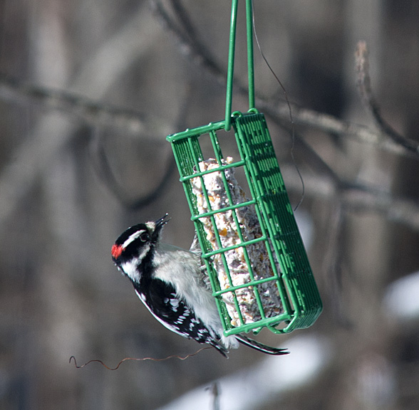 Winter Birds