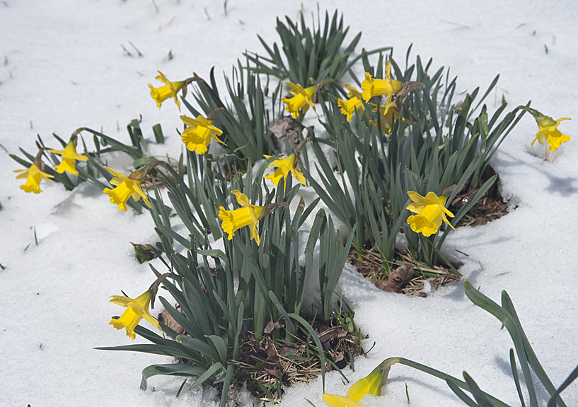 Spring Interrupted