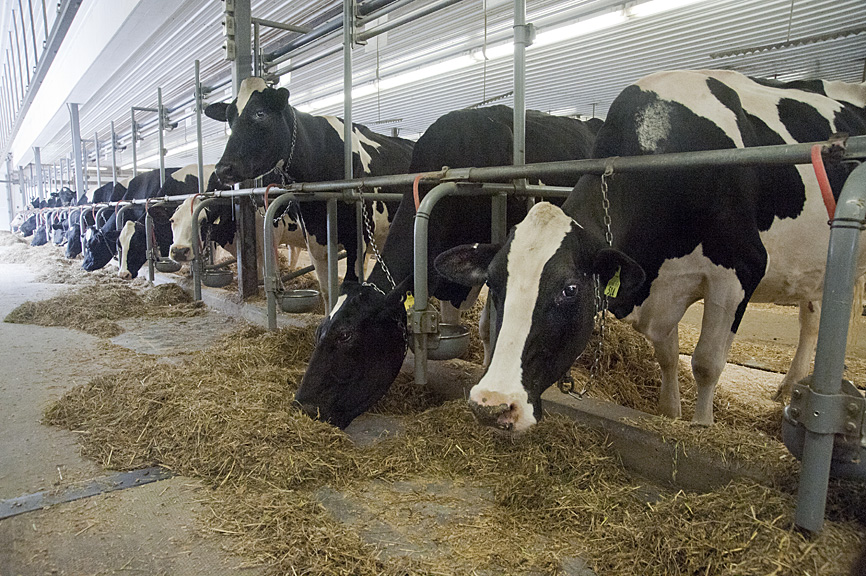 Arethusa Farm Serves Up Fresh From Barn to Bistro