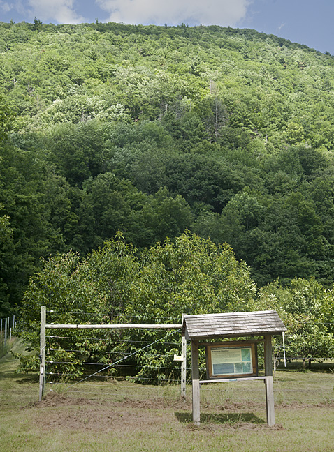 Rebuilding the American Chestnut Tree