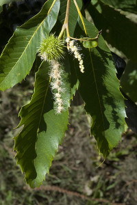 The chestnut's long serrated leaf, its catkins and burr are visible here.