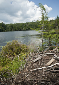 Beavers now maintain the water level of Dolphin Pond.