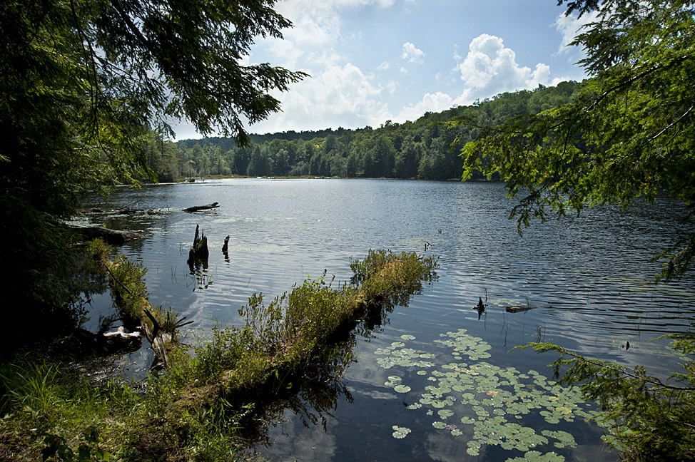 How Did Dolphin Pond Get Its Name?