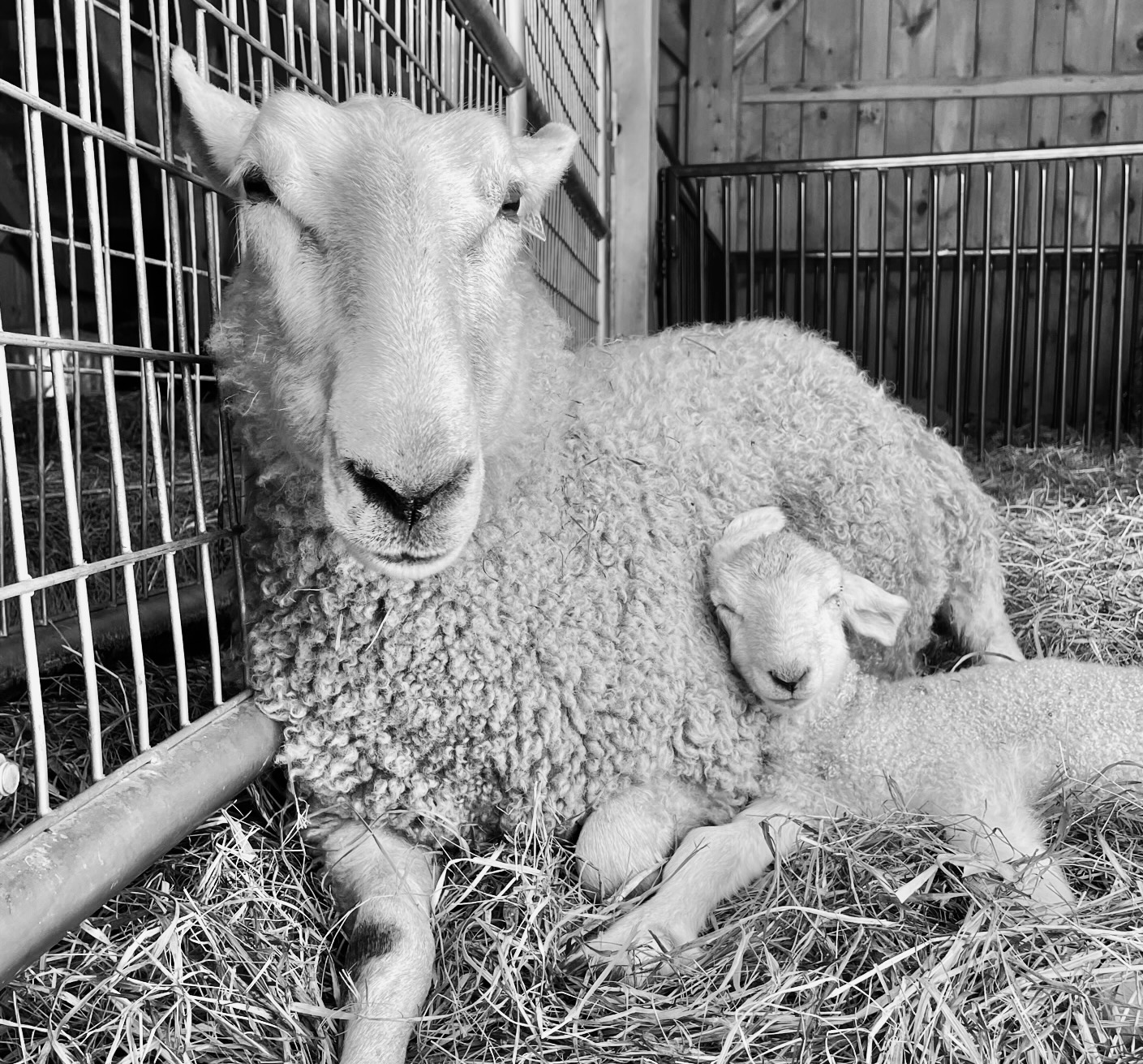 Raising Sheep in New England Is Tough but Rewarding