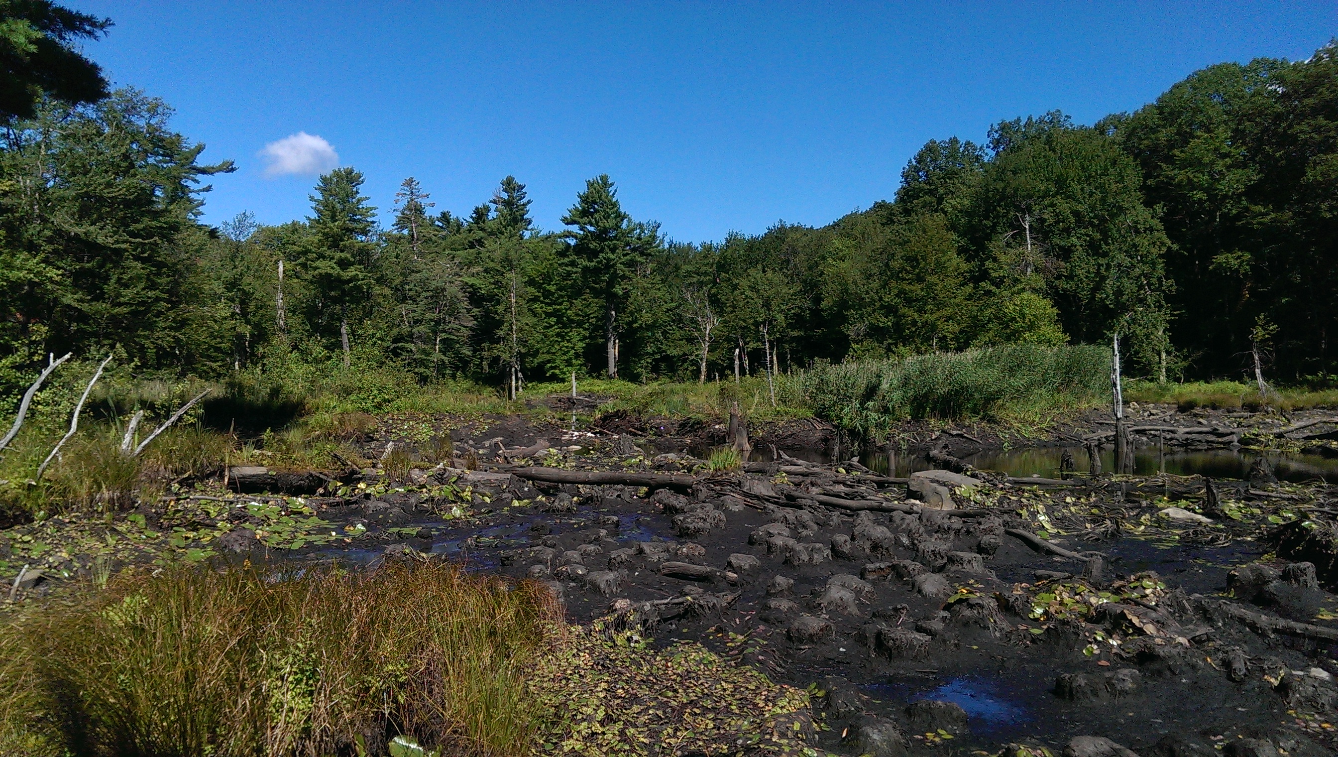 Heavy Rainfall Breaks Beaver Dam