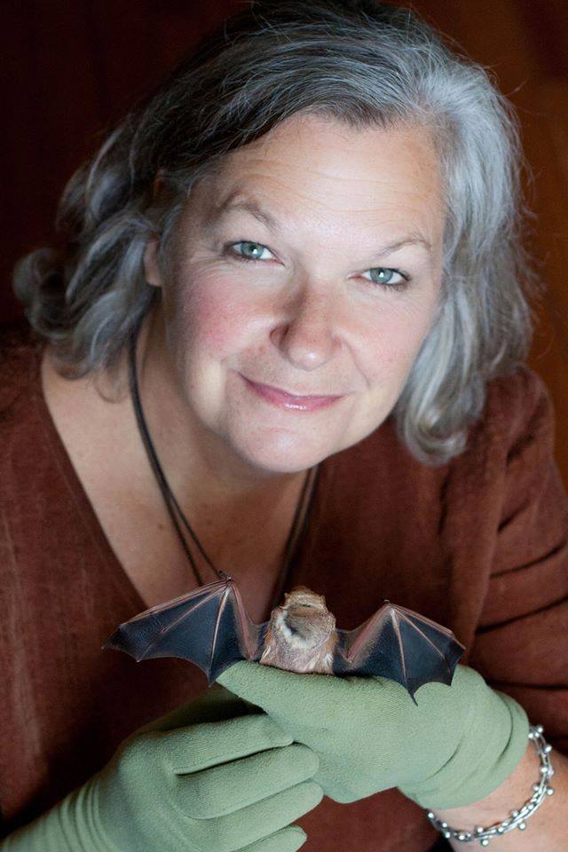 Local Conservation Groups Work to Protect Connecticut’s Bat Population