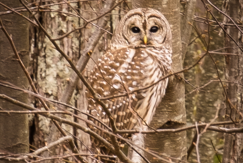 The Christmas Bird Count