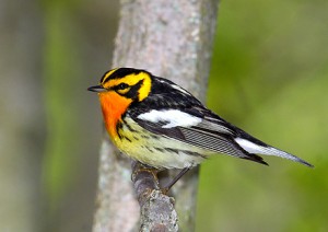 The Blackburnian warbler, a neo-tropical migrant, is a summer resident in Connecticut.