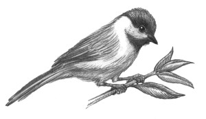 Chickadee, illustration by Leslie Watkins © 2015