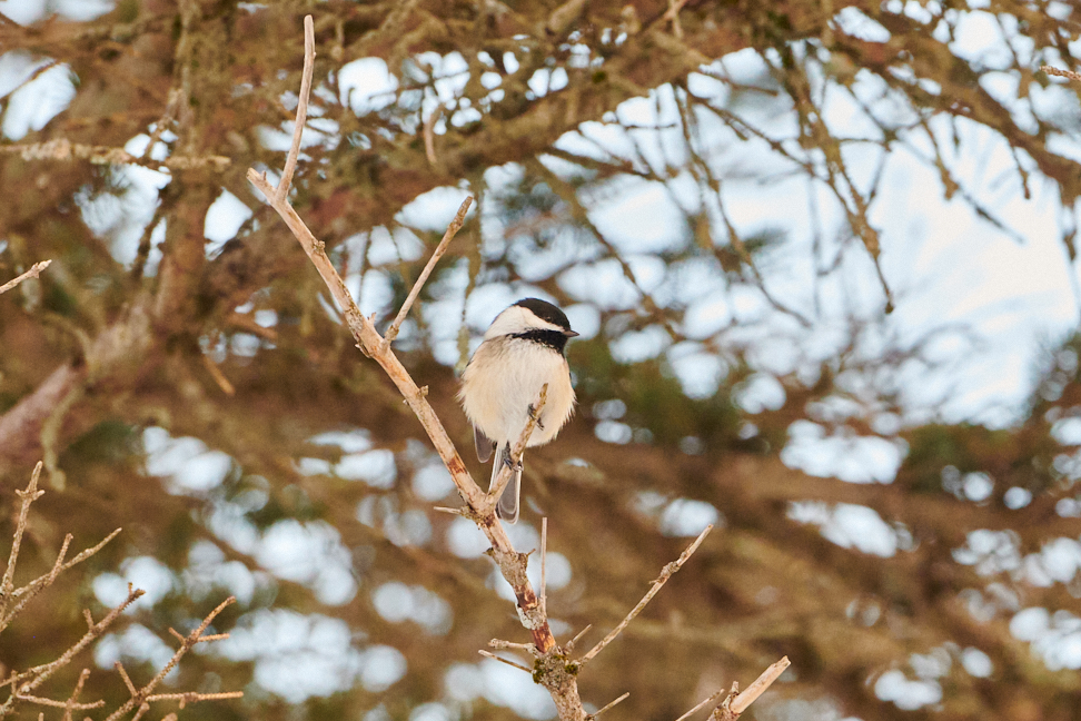 Annual Bird Event Counts on Norfolk Citizen Scientists