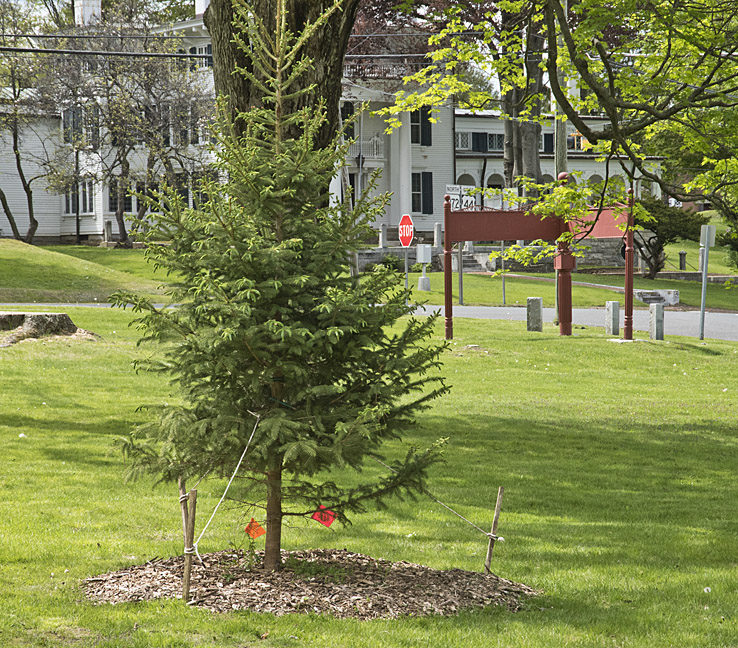 New Christmas Tree Planted on Village Green