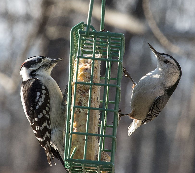 Aton Forest Holds Annual Census of Early Winter Birds