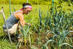 Molly Peterson tends the onion crop at Husky Meadows Farm.