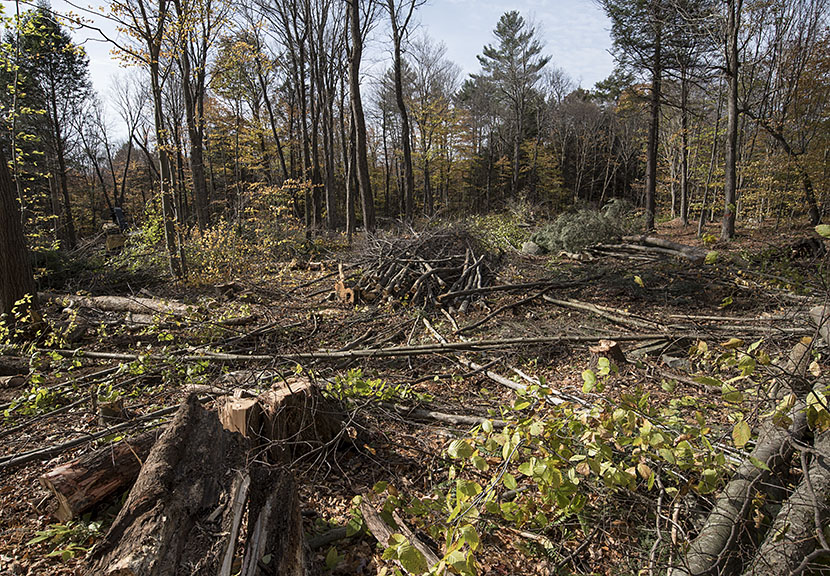 Land Trust Clears 18 Acres in Barbour Woods