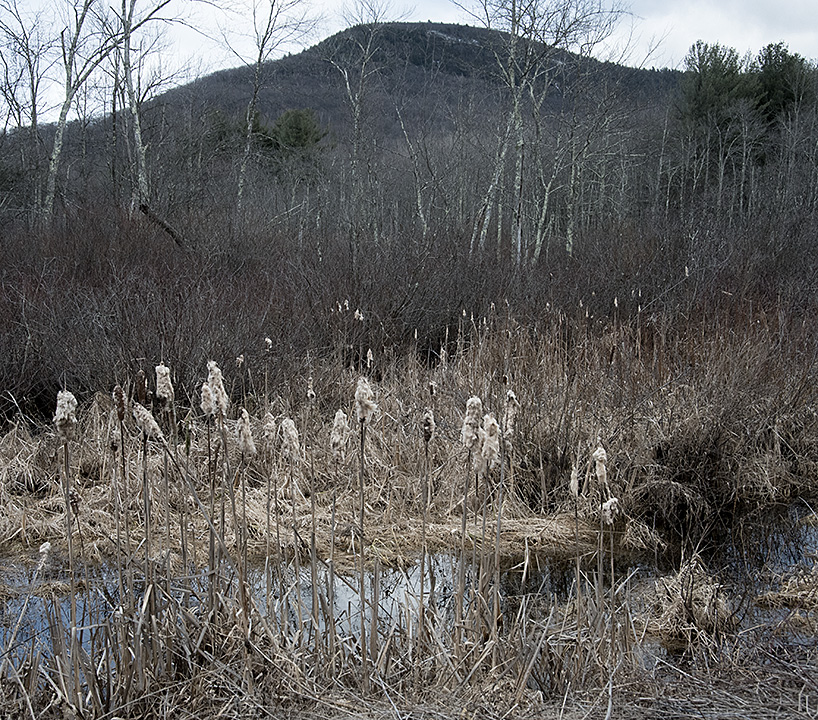 Norfolk Land Trust Takes On 24 Acres in North Canaan