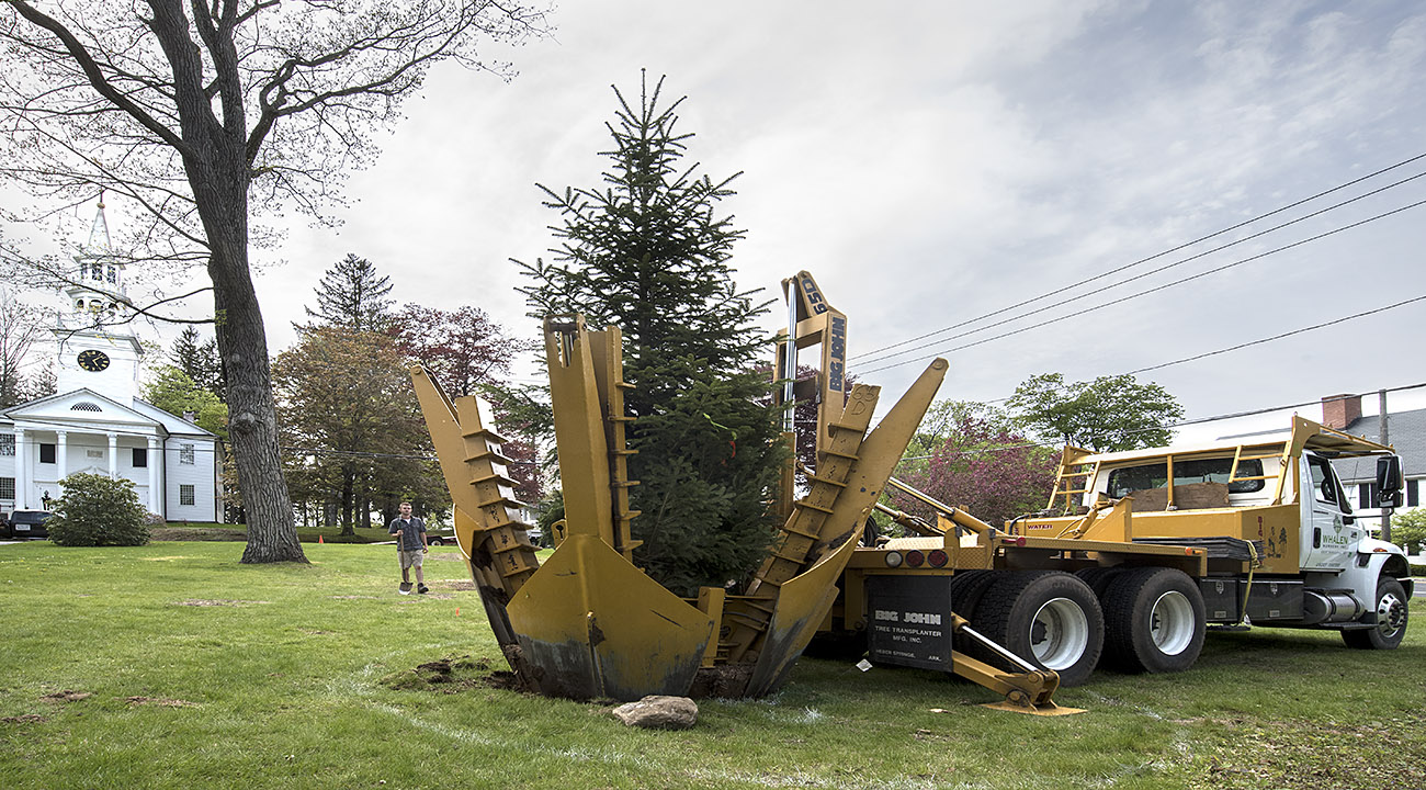 Christmas Tree With Long Local History Planted on Town Green