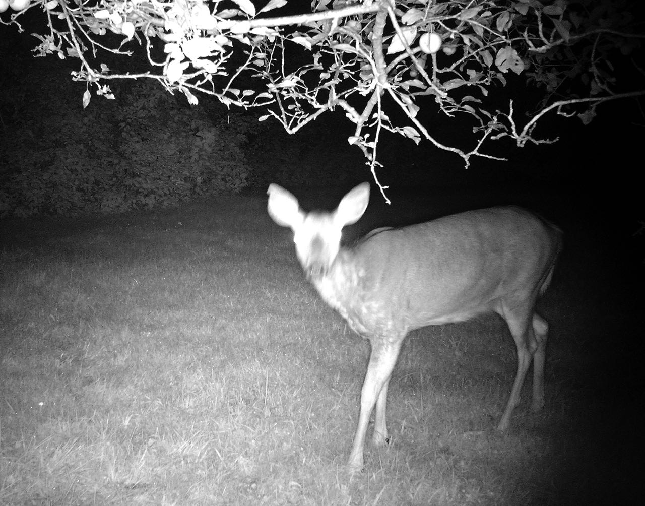 Nocturnal Animals Enliven the Norfolk Darkness