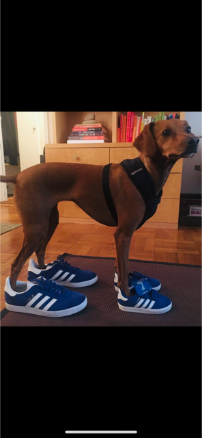 Jogging Toward a Town Dog Park