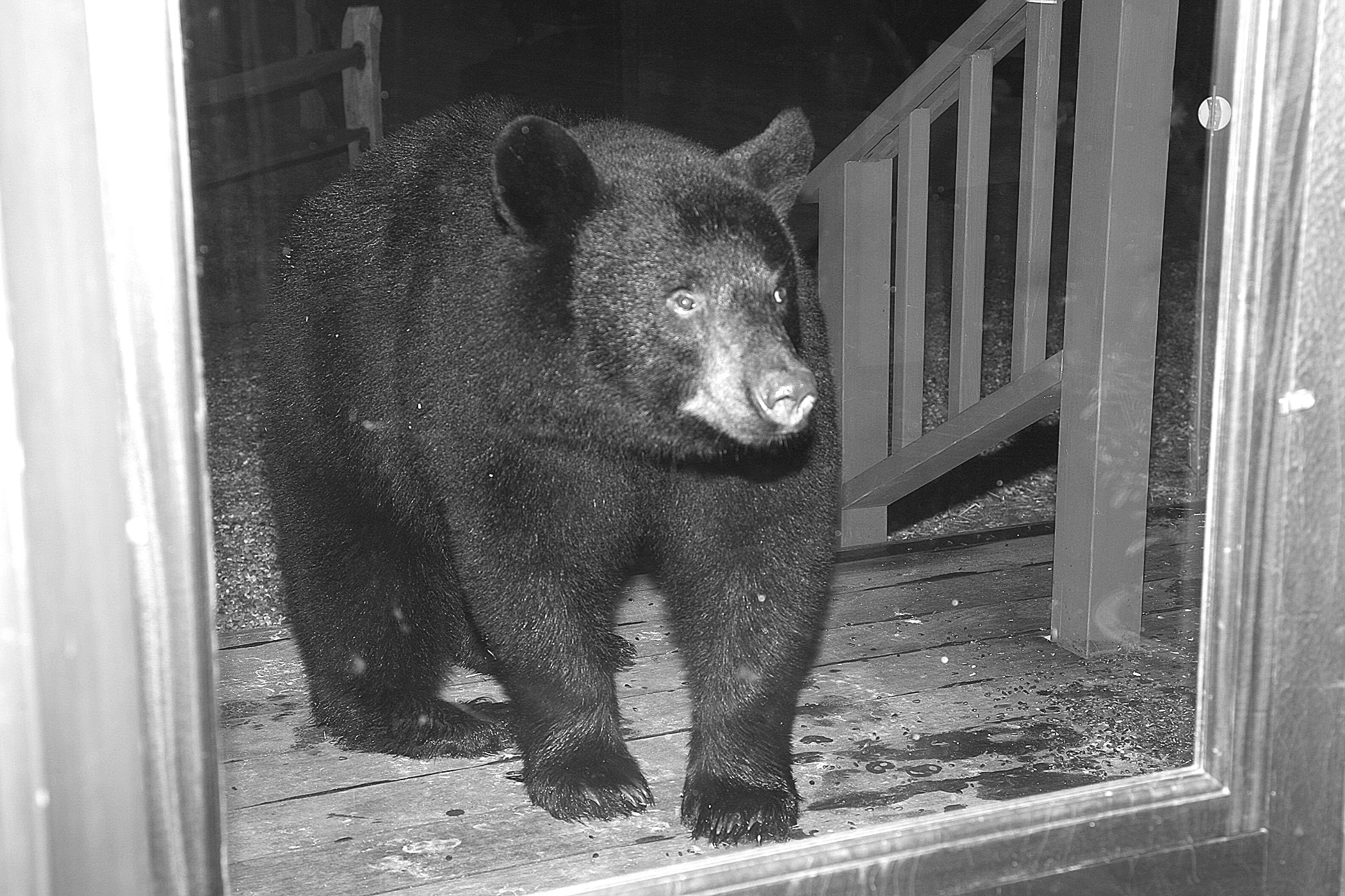 I Finished the Bird Seed. What’s for Dessert?