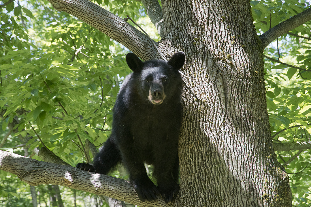 Frequent Sightings of Bears This Summer Alarm and Intrigue Norfolk Residents