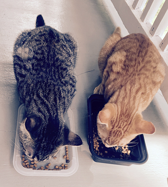 Cats on the Loose