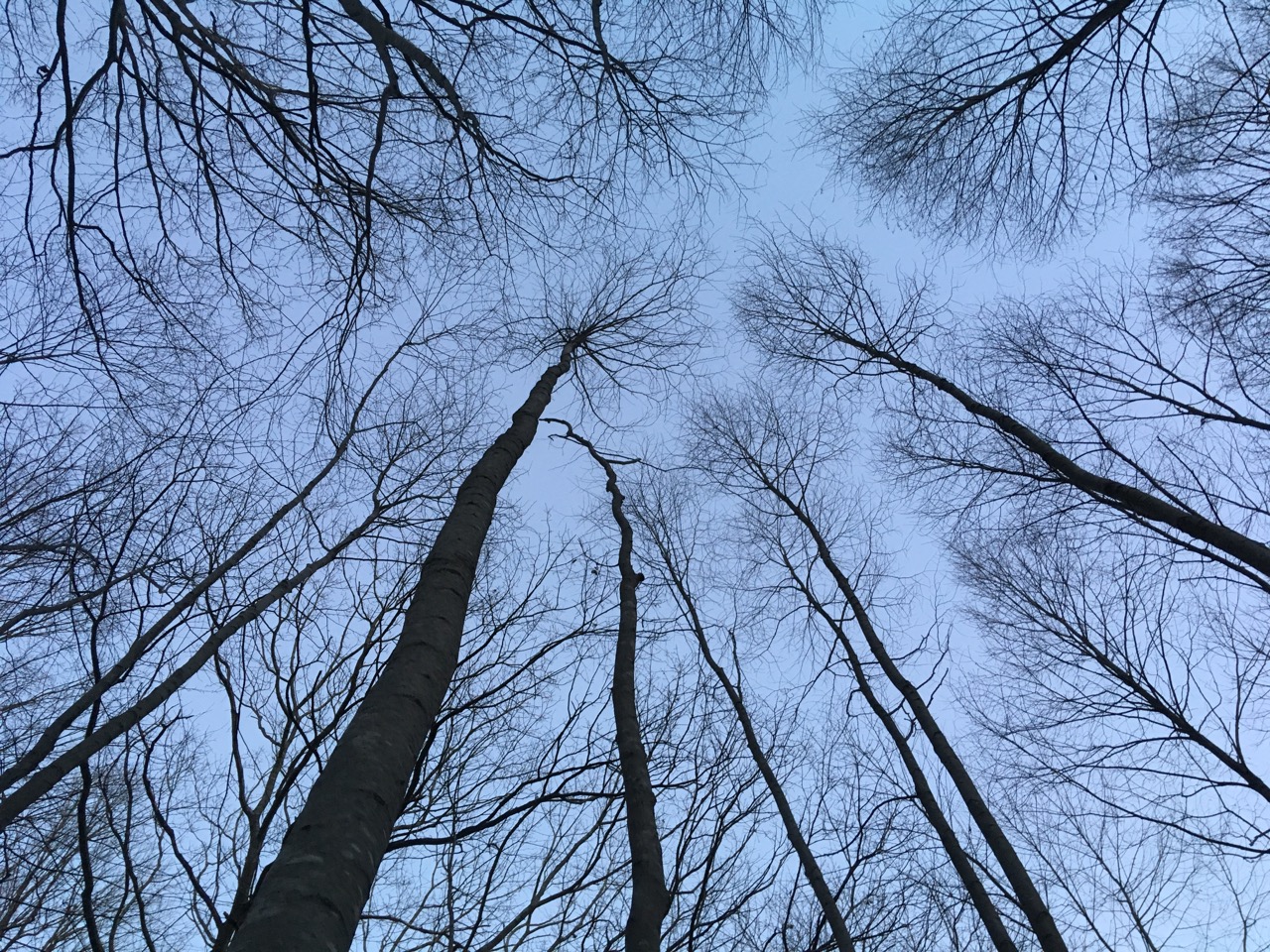 Great Mountain Forest Joins Regional and International Groups