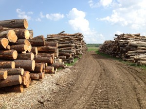 Logs from the clearcut go to the logger in partial payment for his work.