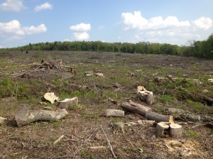 A 57-acre clearcut created on state land in Goshen for cottontail habitat.