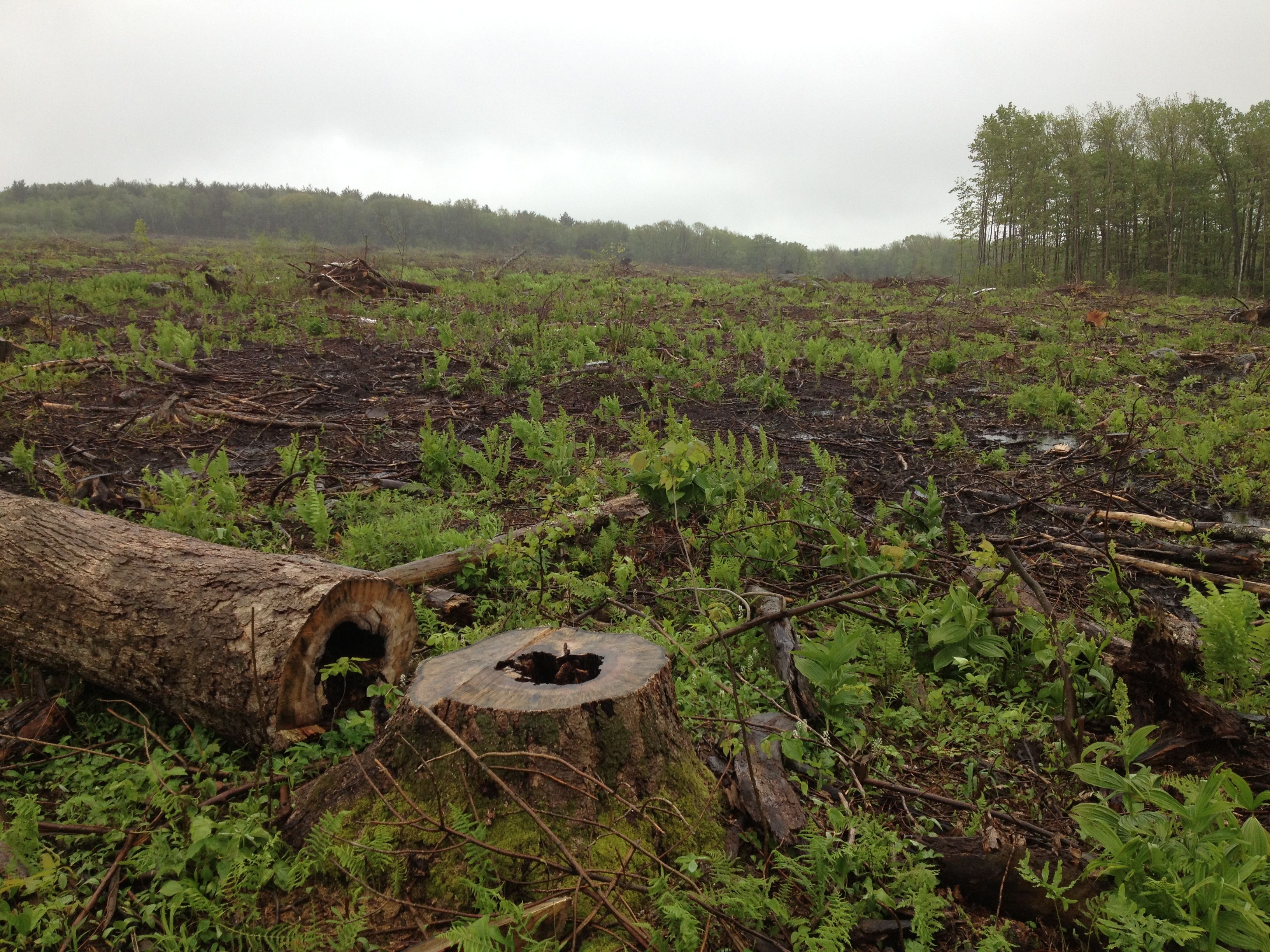 The Beauty of Clearcuts