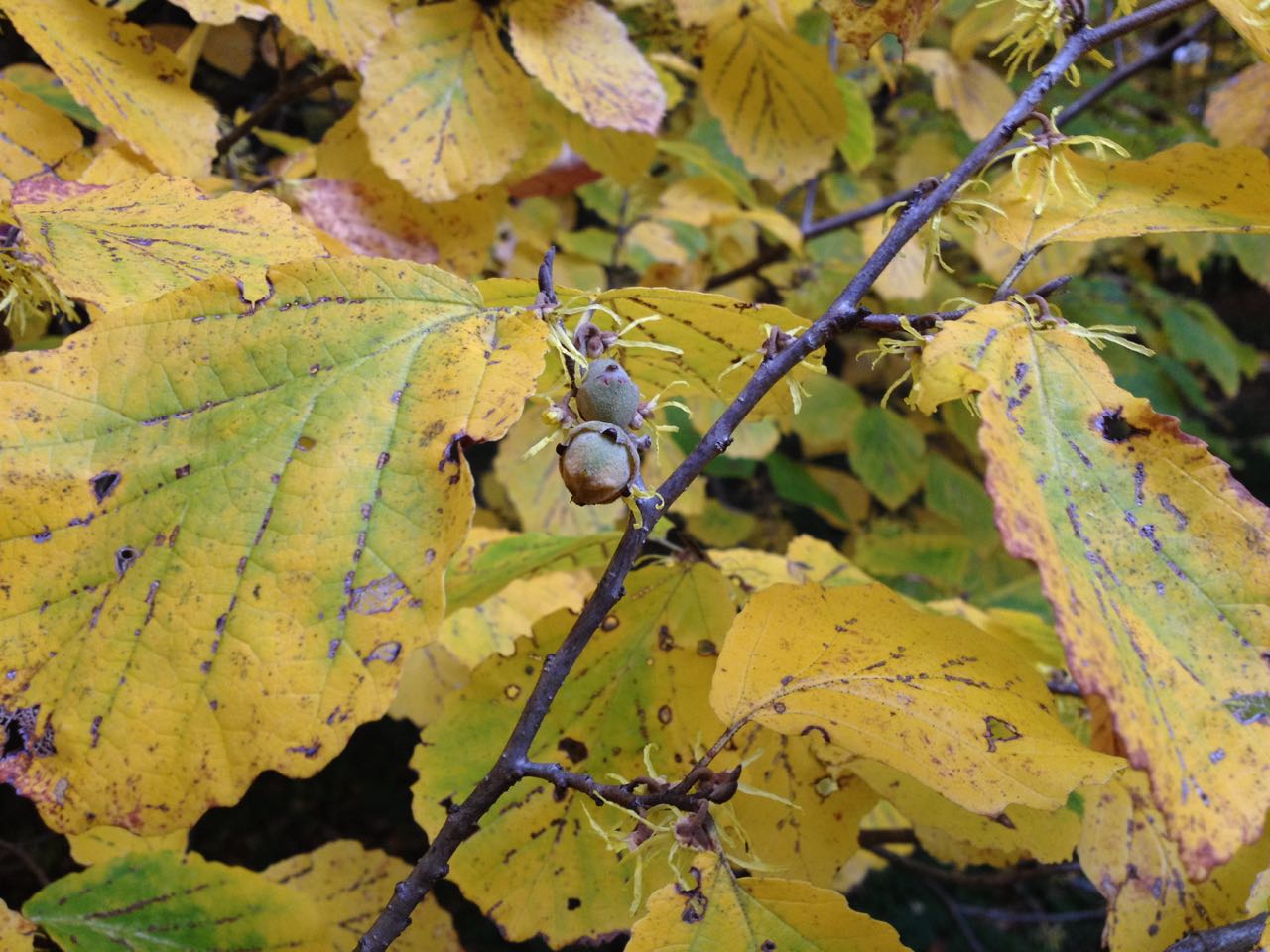 Autumn Bewitchment