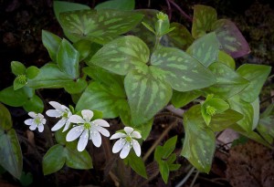 Sharp-lobed hepatica, a species of concern in Connecticut.