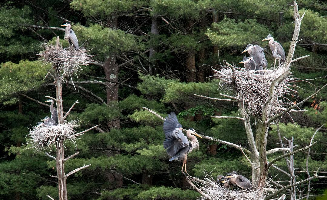 What Birds Can Be Found in Norfolk?