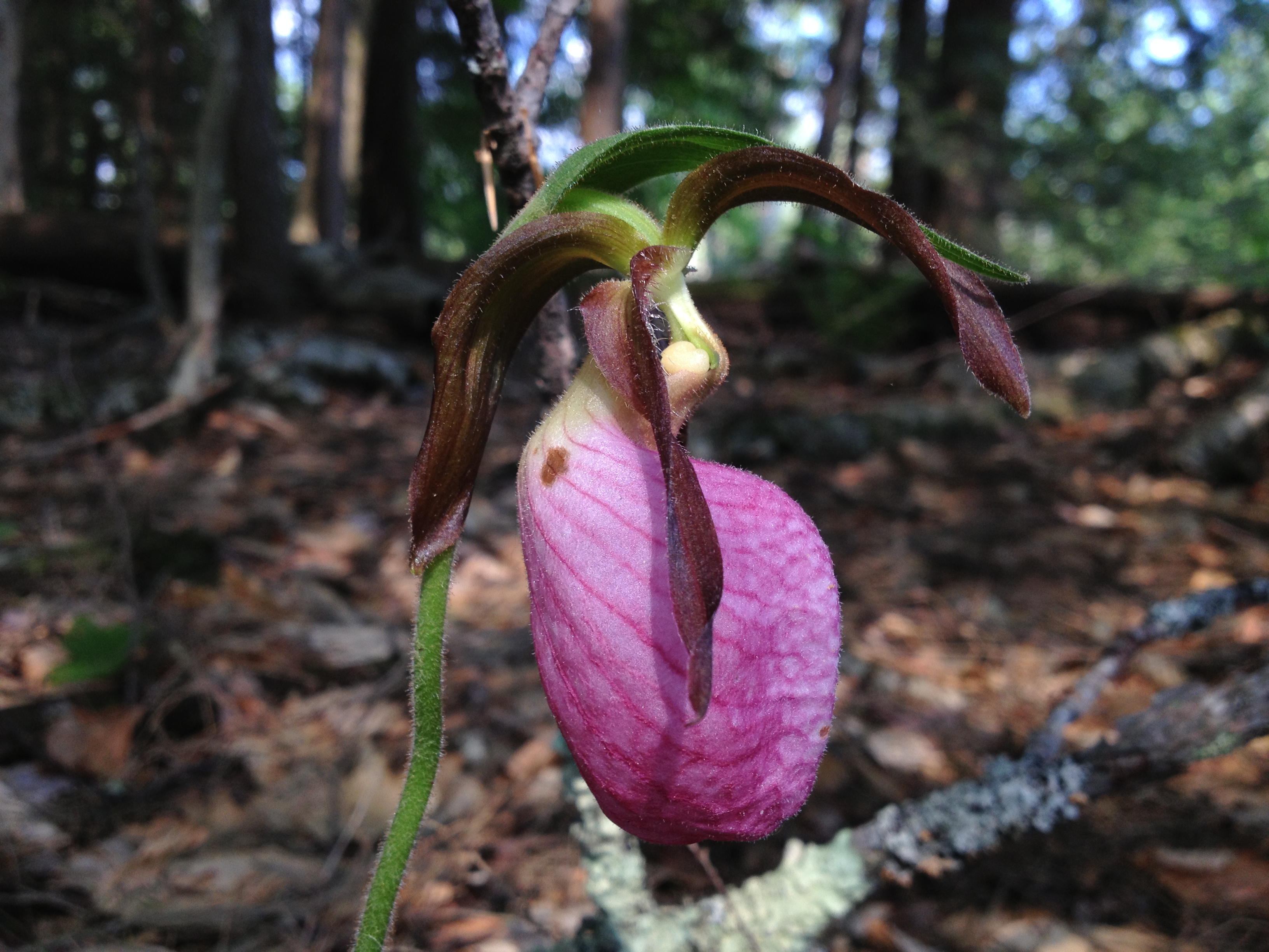 Native Orchid Blooms Abundantly This Year