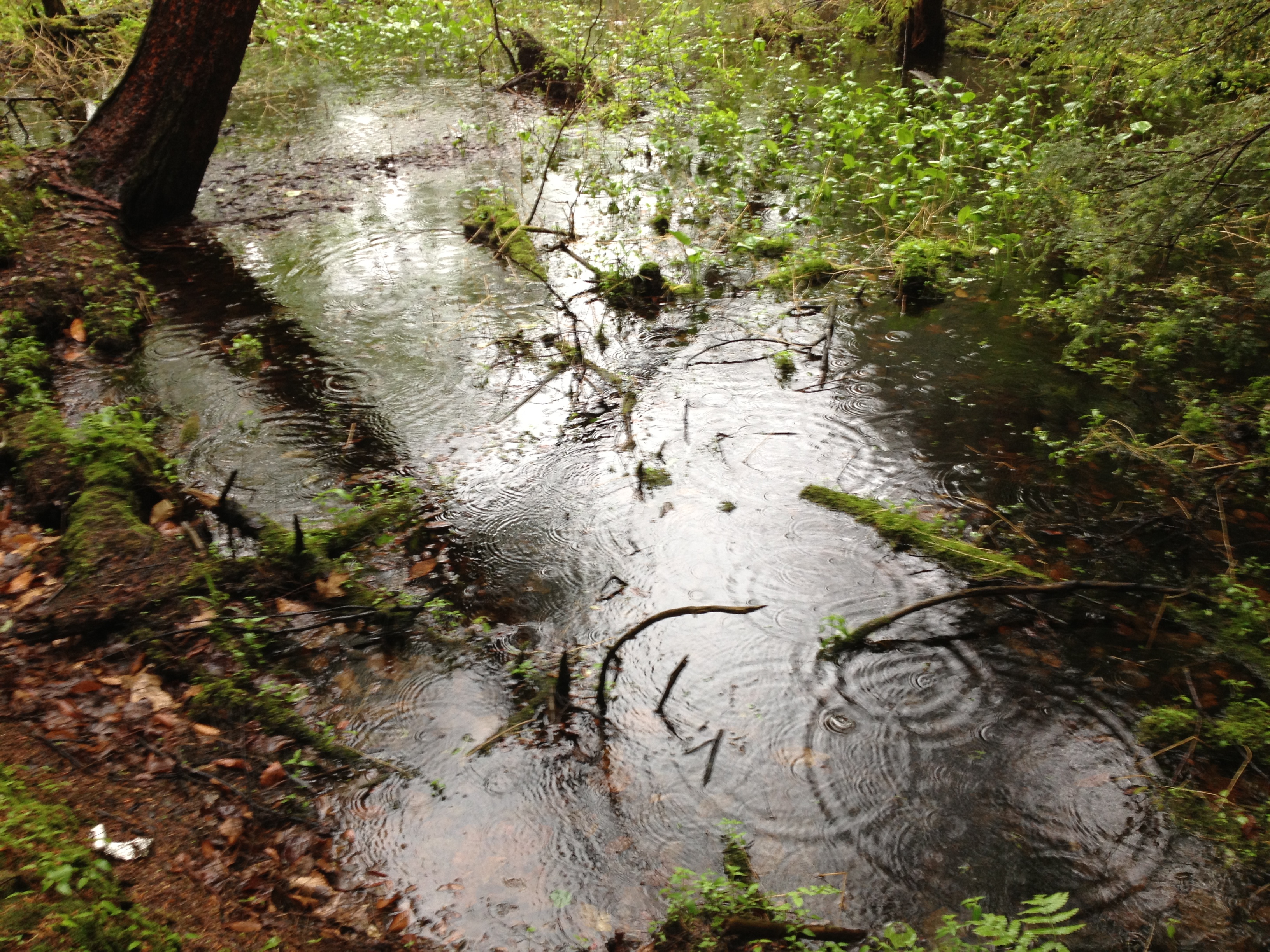 Rain Falling On Rain