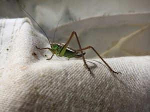 A katydid caught in Smith's sweep-net.