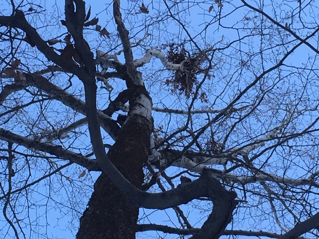 Reading Forest Signs: Bear’s Nests