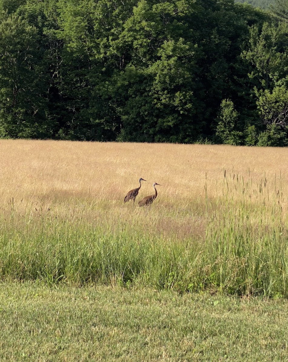Wildlife Sightings