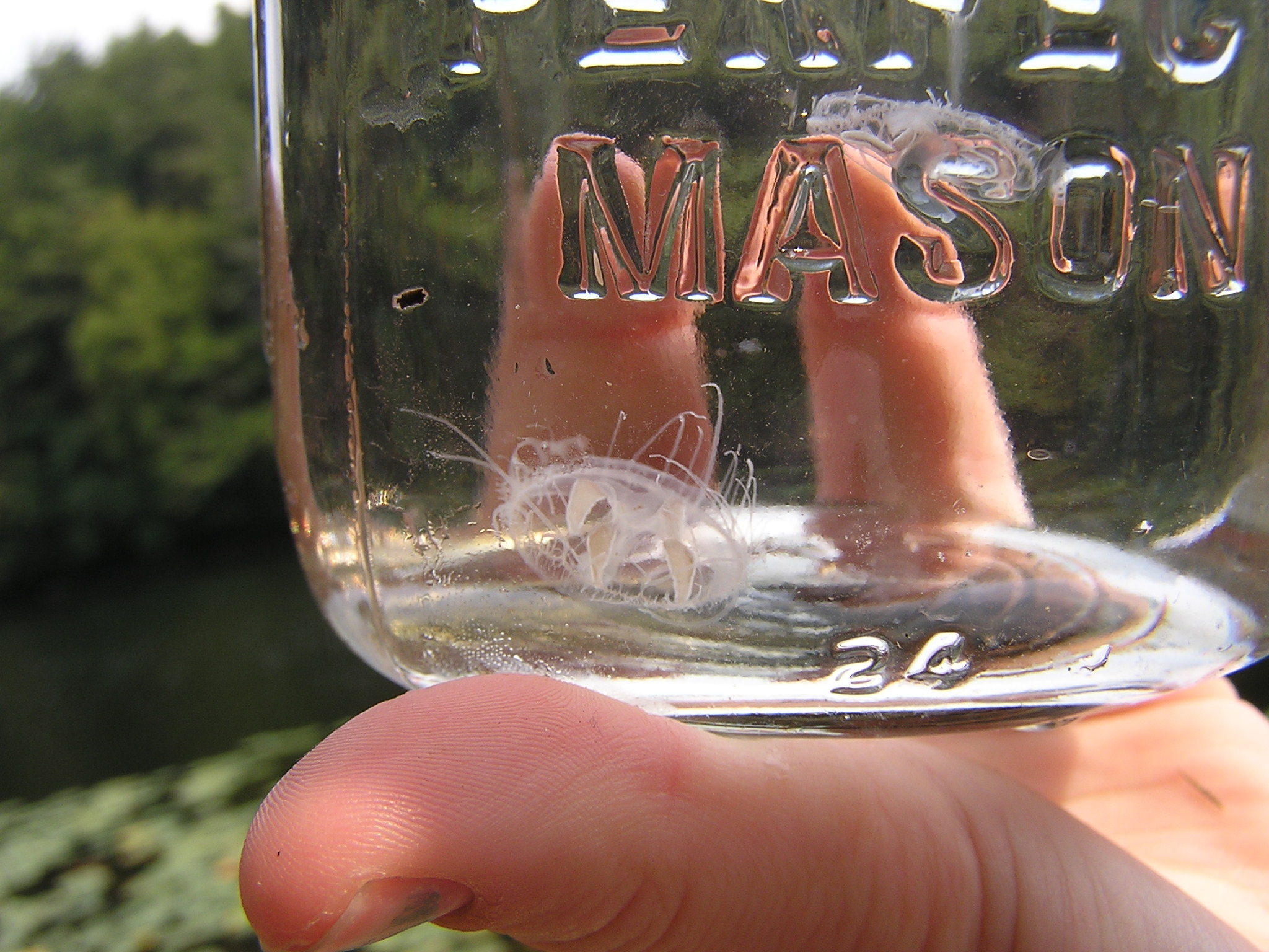 Jellyfish in Tobey Pond?