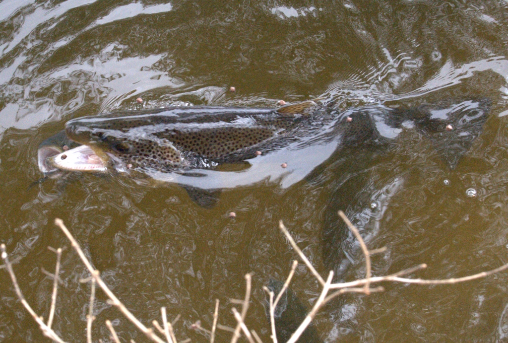 Trout Fishermen on the Watch for Spring