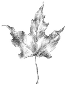 Maple Leaf. Illustration by Leslie Watkins © 2015.