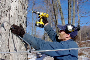 Winter Mead puts in about 3,000 taps a year.